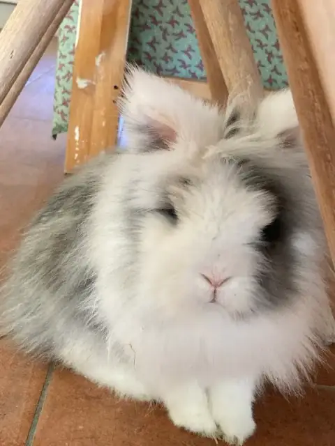 Domus Animalis