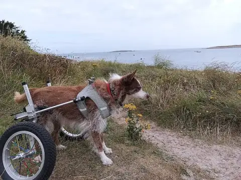 dog-odyssee