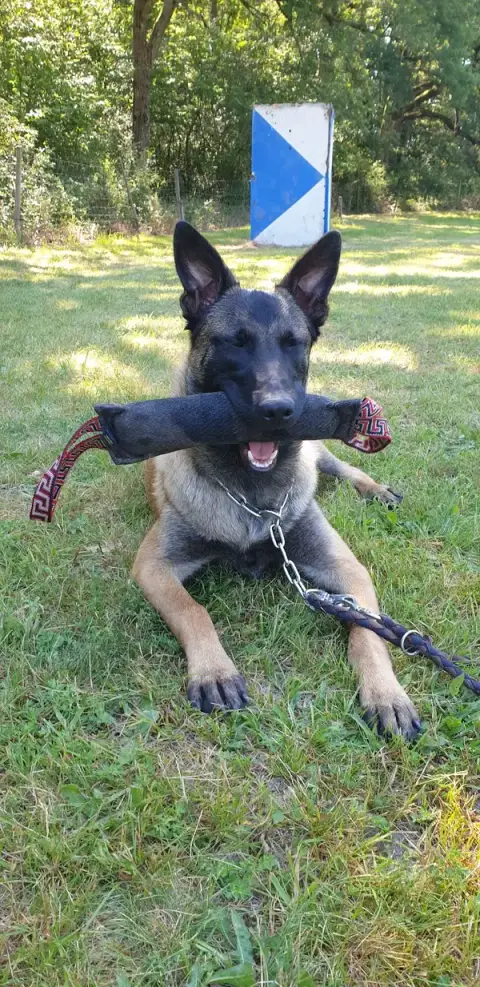 Dog Educ 45