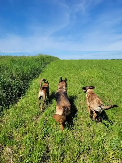 Dogs and Co 01