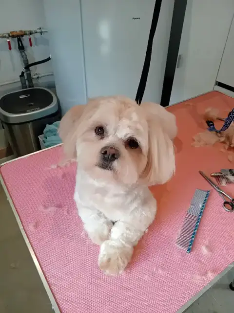 Breizh Canin