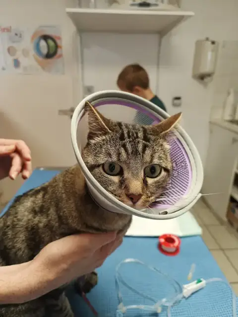 Veterinary Clinic and Drs Beaud Galliou