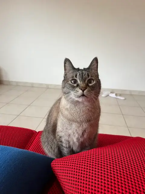 Pattes Patrouille