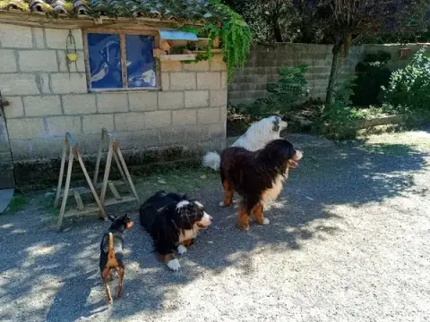 Oustaou chez nos animaux