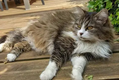 À la maison des chats - garde de chats Le Mans