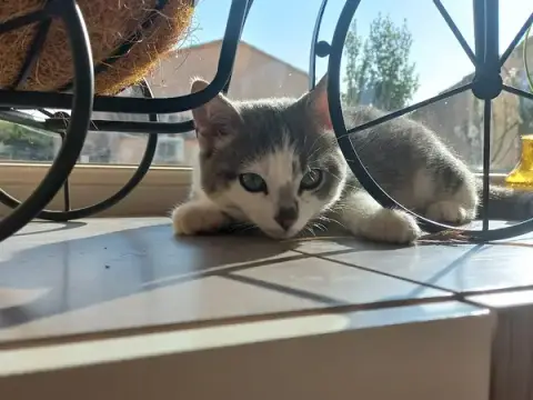 4 pattes 1000 Câlins