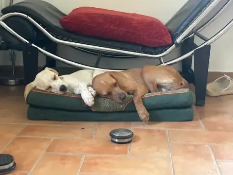 Dog Care & Services