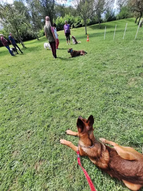 Syn'ophile - Education Canine et Comportement- Port sur saone - Vesoul