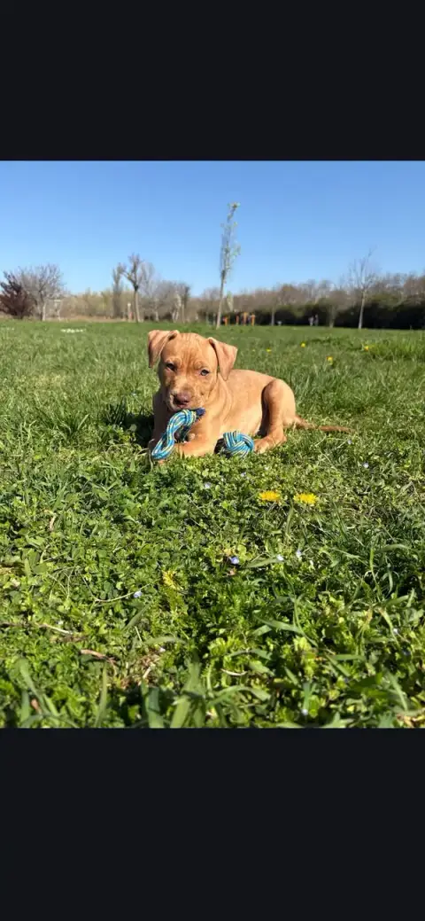 Élodie Educateur canin comportementaliste (titi&mimi)