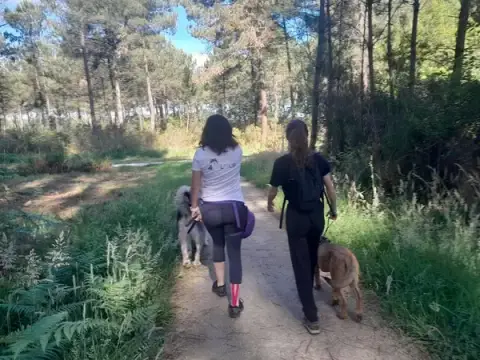 Une Faim De Loup - Éducation canine et comportement - EI