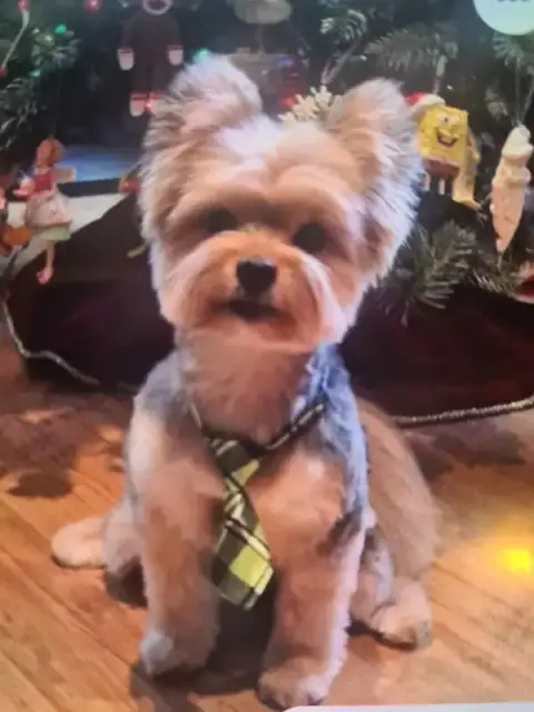 Toiletteur canin à domicile Poldo&Karla