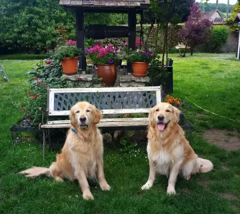Elliot & Co - Pension familiale chiens et chats