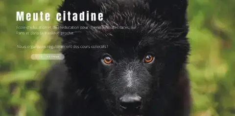 Meute citadine éducateur/comportementaliste canin