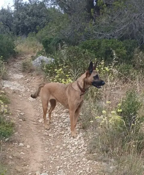 Vox cane