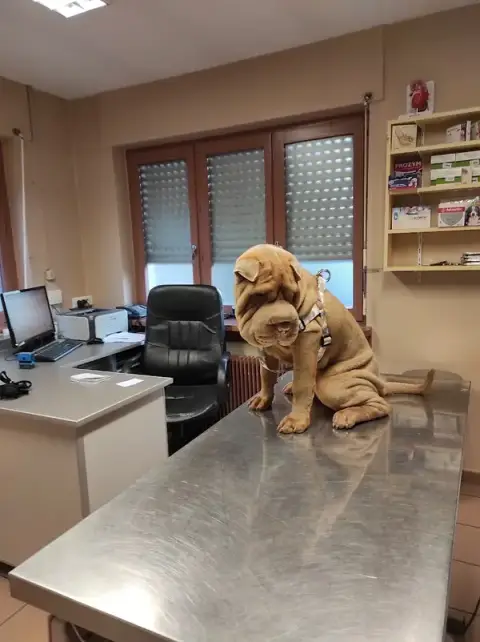 Doctors Veterinary Office Morel Rubi