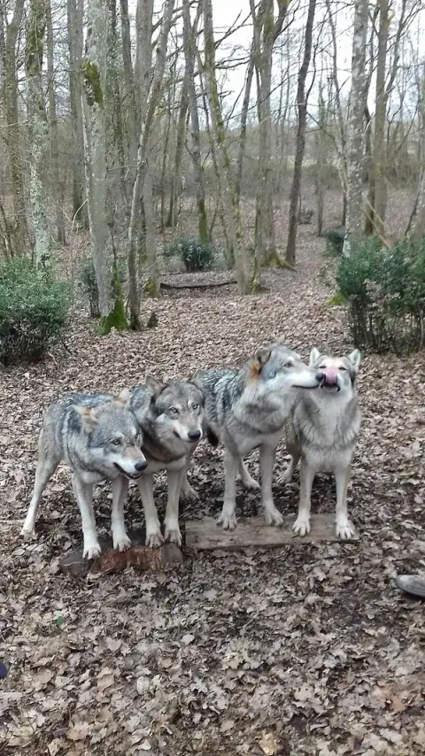Animal Contact