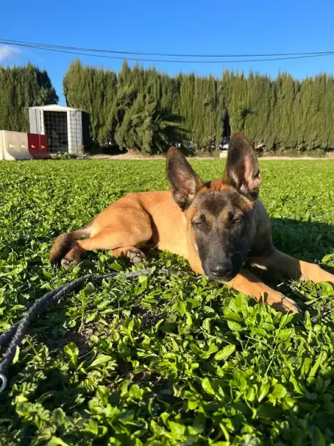 Dog Sitting Nice