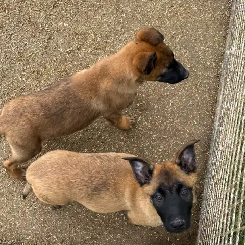Canine Center Of The Top arize