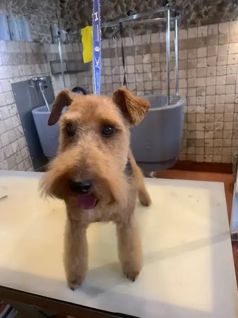 L’Elégance Canine Garrouste Emma