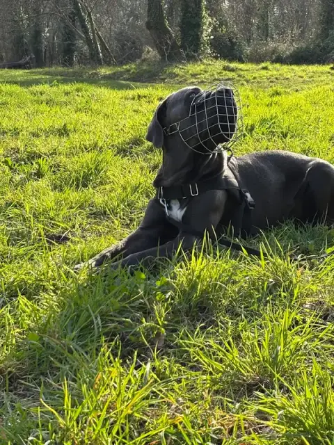 WISDOG - Educateur Comportementaliste canin