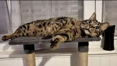 TOUS EN PATTES