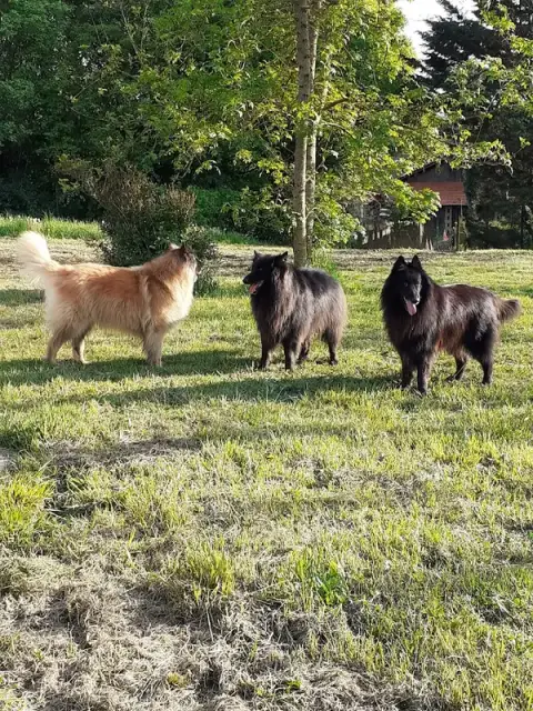 Sous Mon Aile