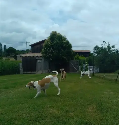 Pension Canine Des Cerisiers