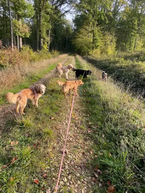 Pixzy and Co - Pension canine à la campagne