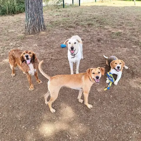 La Pattounerie - Pension canine & Garde d'animaux à domicile