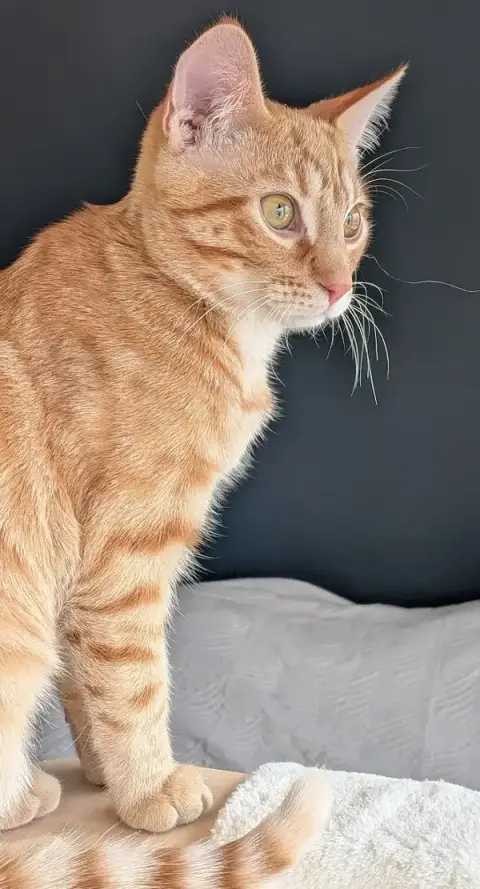A VOS PAPATTES BY NATH - Pet Sitter professionnelle garde d'animaux à votre domicile (chien chats nac)/ Strasbourg