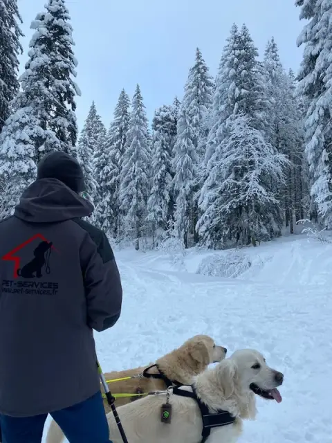 Pet-Services