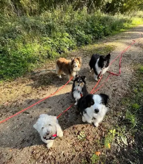 Dogs Friends - Éducation, Comportement canin, Pension, Balade
