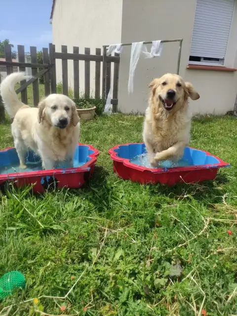 Happy Dogs