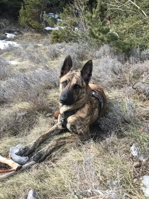 Sophie Etourneau Comportementaliste Canin et Félin, Éducation canine