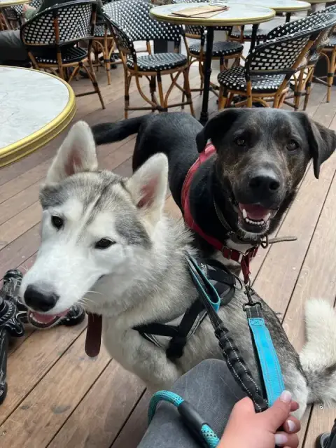 BS DOG Happiness