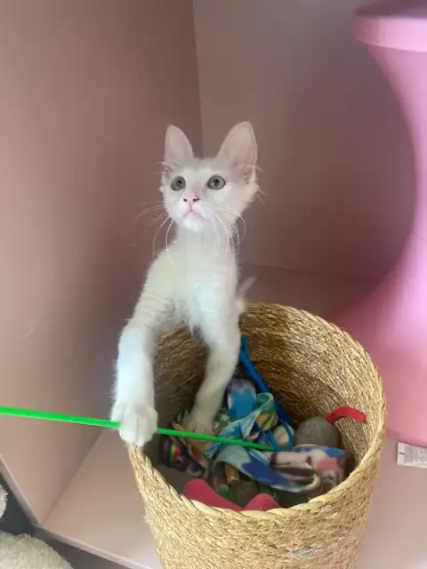CoraKali, Pet Sitter Professionnelle