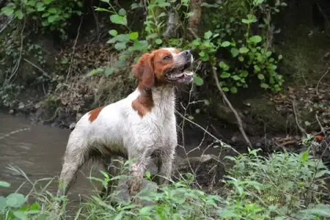 Clos des Jarousses - Pension canine - Elevage Epagneuls Bretons - Dressage chien