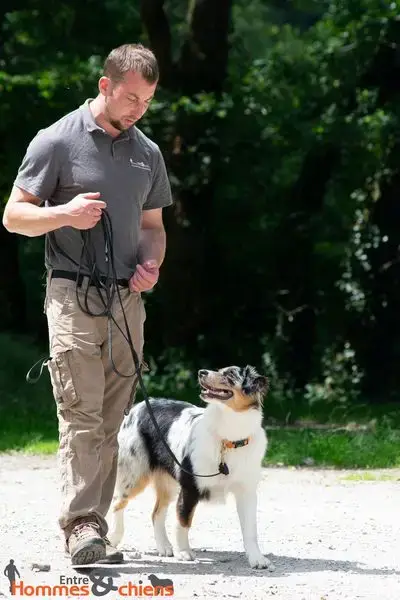 Family pension canine Between Men and Dogs