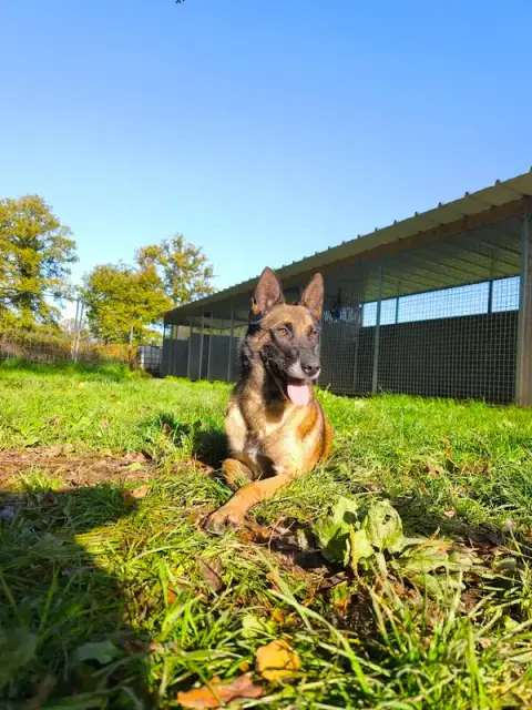 SYM DOG 56 – Éducateur canin comportementaliste – Brignac / Morbihan
