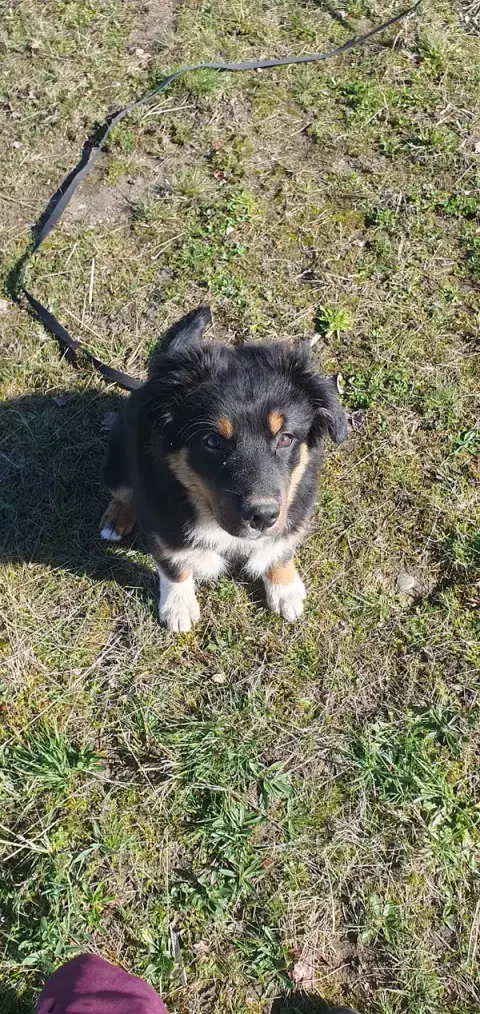 Cani Up ! - Éducateur Canin et Comportementaliste - Spécialiste du Chiot - à Tarbes, Lourdes et ses alentours (65)