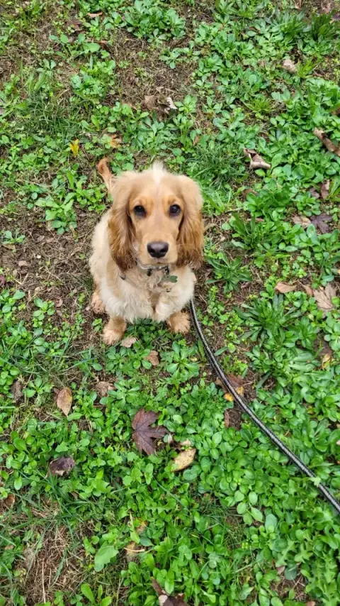 Woolfi'Educ - Educateur et Comportementaliste canin / Petsitter