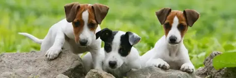 Pension Dog Cat 63