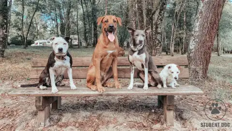 Student Dog