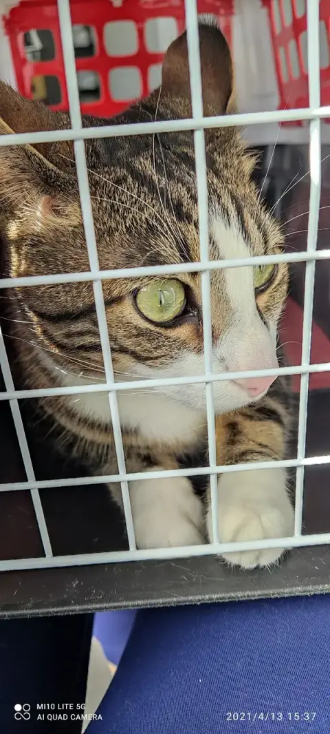 Veterinary Clinic Granges