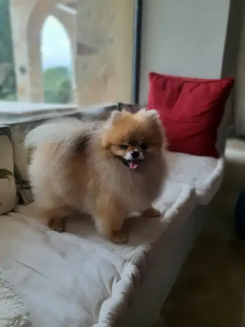 Toiletteur Esthétique Canin