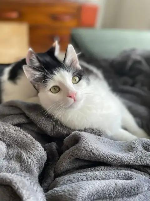 Matou' et Toutou'lousains - Comportementaliste du chat et du chien - Petsitter