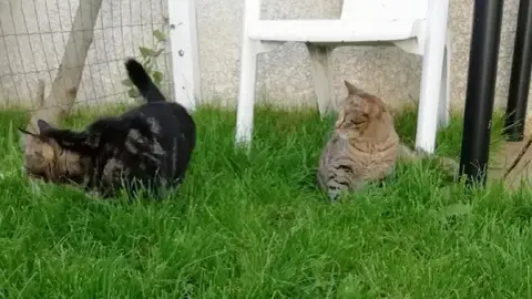 Le Jardin de Musca - Pension pour chats