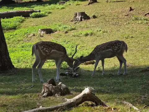 Parc Animalier de la Grande Jeanne