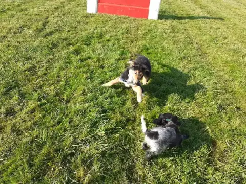 Educanine 53