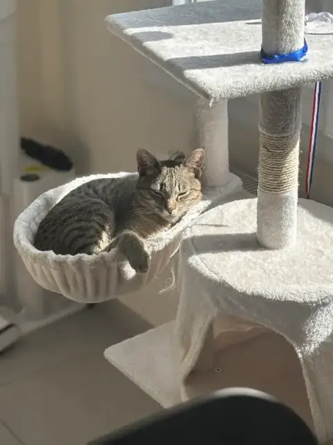 Le Clos des Chats